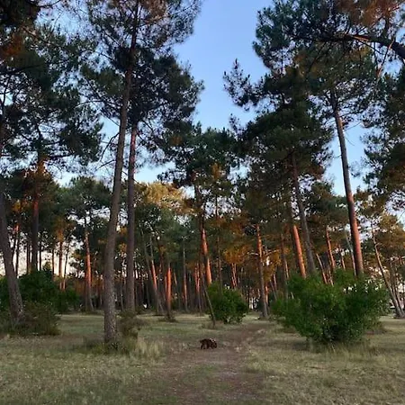 Avec Piscine Au Bassin D'arcachon * Gujan-Mestras