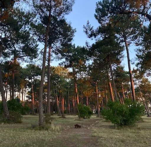Avec Piscine Au Bassin D'arcachon * Gujan-Mestras